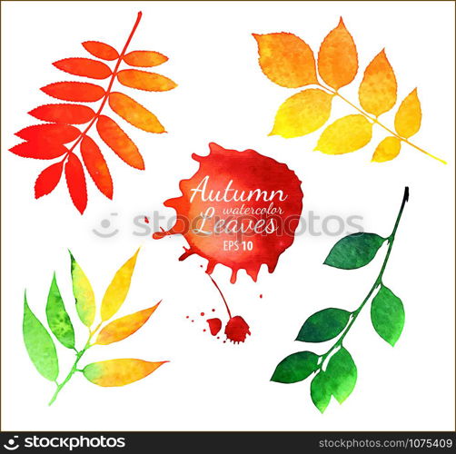 Vector watercolor autumn leaves collection