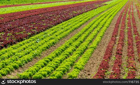 vegetable cultivation farm. cultivation of green salad