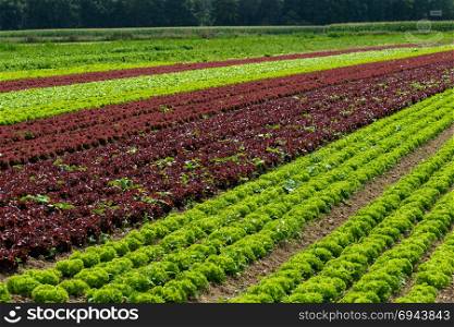 vegetable cultivation farm. cultivation of green salad