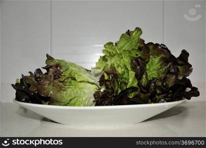 vegetable dish with lettuce oak