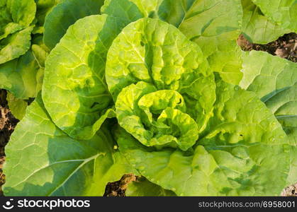 vegetable farm