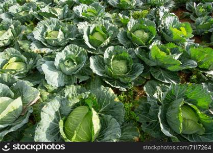 Vegetable Garden Cabbage