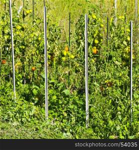 Vegetable garden in Alpes-de-Haute-Provence department in southeastern France.