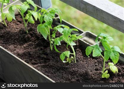 Vegetable garden on a terrace. Tomatoes seedling growing in container .. Vegetable garden on a terrace. Tomatoes seedling growing in container