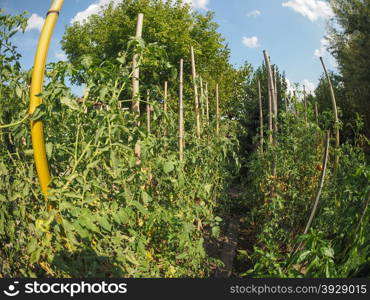 Vegetable garden. Vegetable garden aka vegetable patch or vegetable plot with tomato plants seen with fisheye lens