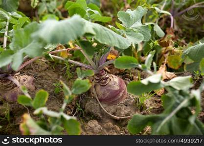 vegetable, gardening and farming concept - beetroot growing on summer garden bed. beetroot growing on summer garden bed