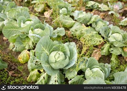 vegetable, gardening and farming concept - cabbage growing on summer garden bed at farm. cabbage growing on summer garden bed at farm