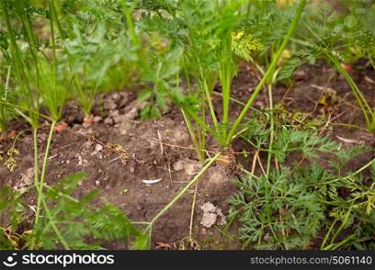 vegetable, gardening and farming concept - carrots growing on summer garden bed. carrots growing on summer garden bed