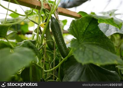 vegetable, gardening and farming concept - close up of cucumber growing at garden. close up of cucumber growing at garden