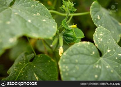 vegetable, gardening and farming concept - close up of cucumber growing at garden. close up of cucumber growing at garden