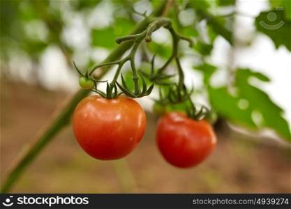 vegetable, gardening and farming concept - close up of tomato growing at garden. close up of tomato growing at garden