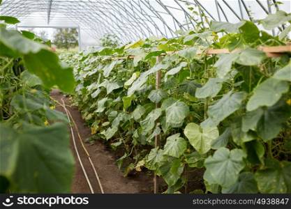 vegetable, gardening and farming concept - cucumber seedlings growing at greenhouse. cucumber seedlings growing at greenhouse