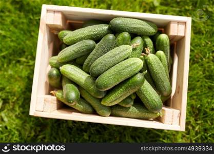 vegetable, gardening and farming concept - red cucumbers in wooden box at summer garden. cucumbers in wooden box at summer garden