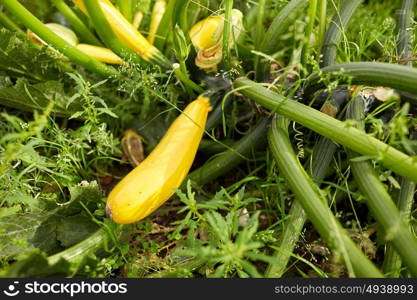 vegetable, gardening and farming concept - squashes at summer garden bed. squashes at summer garden bed