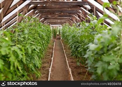vegetable, gardening and farming concept - tomato seedlings growing at greenhouse. tomato seedlings growing at greenhouse