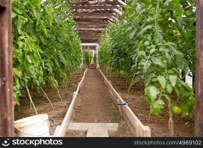 vegetable, gardening and farming concept - tomato seedlings growing at greenhouse. tomato seedlings growing at greenhouse