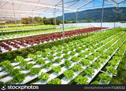 Vegetable hydroponic system / young and fresh Frillice Iceberg salad growing garden hydroponic farm salad on water without soil agriculture in the greenhouse organic plants for health food
