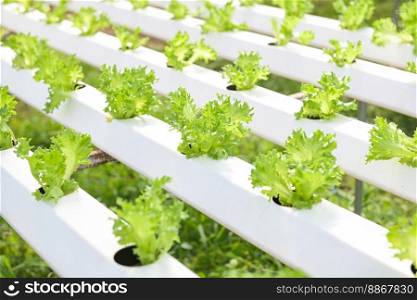 vegetable hydroponic system, young and fresh Frillice Iceberg salad growing garden hydroponic farm plants on water without soil agriculture in the greenhouse organic for health food