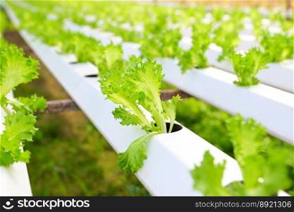 vegetable hydroponic system, young and fresh frillice iceberg salad growing garden hydroponic farm plants on water without soil agriculture in the greenhouse organic for health food