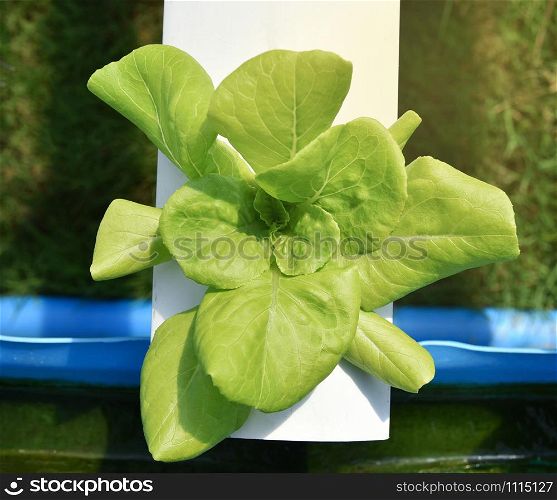 Vegetable hydroponic system / young and fresh green cos lettuce salad growing garden hydroponic farm plants on water without soil agriculture in the greenhouse organic for health food