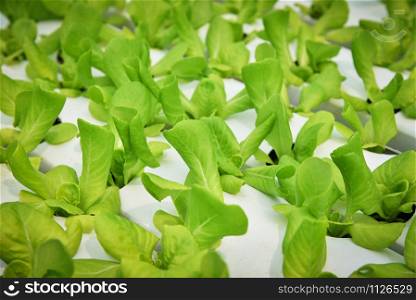 vegetable hydroponic system / young and fresh green cos lettuce salad growing garden hydroponic farm on water without soil agriculture in the greenhouse organic plants for health food