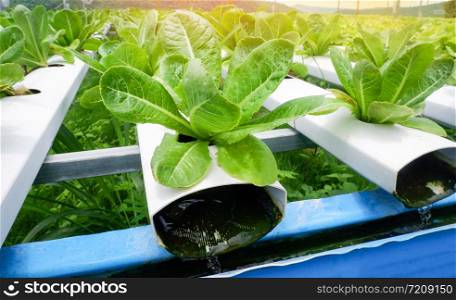 Vegetable hydroponic system / young and fresh green cos lettuce salad growing garden hydroponic farm plants on water without soil agriculture in the greenhouse organic for health food
