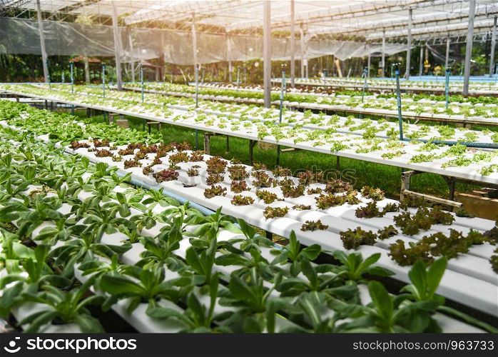 Vegetable hydroponic system / young and fresh green lettuce salad and red oak growing garden hydroponic farm plants on water without soil agriculture outdoors organic for health food