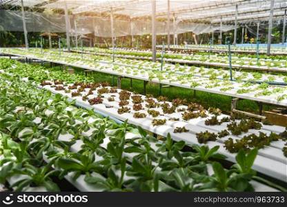 Vegetable hydroponic system / young and fresh green lettuce salad and red oak growing garden hydroponic farm plants on water without soil agriculture outdoors organic for health food