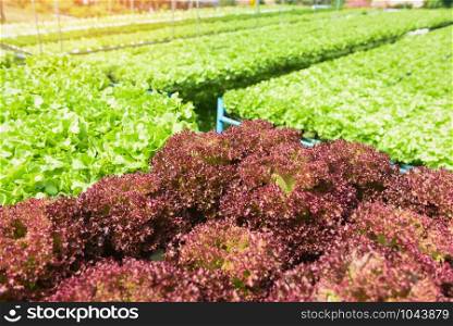 Vegetable hydroponic system / young and fresh green oak and red oak salad growing garden hydroponic farm salad plants on water without soil agriculture in the greenhouse organic for health food