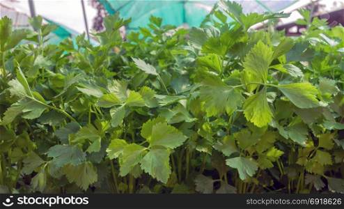 Vegetable hydroponics coriander . Hydroponics coriander, organic vegetable cultivation farm