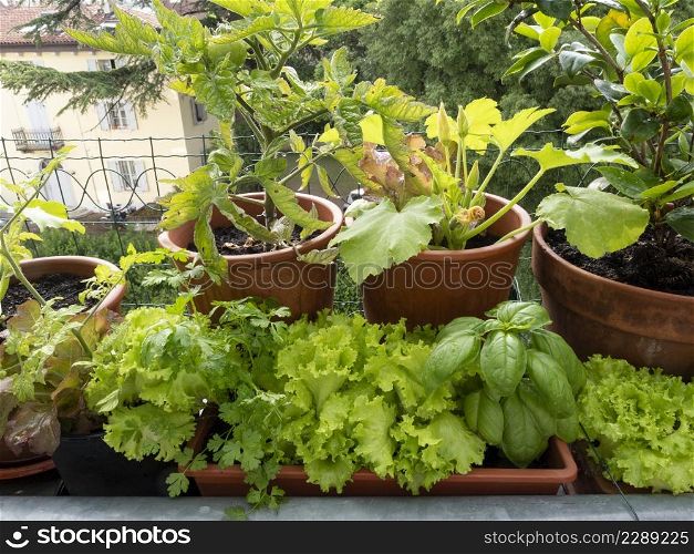 vegetable on balcony home horticulture in urban place, good style in city life