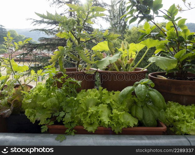 vegetable on balcony home horticulture in urban place, good style in city life