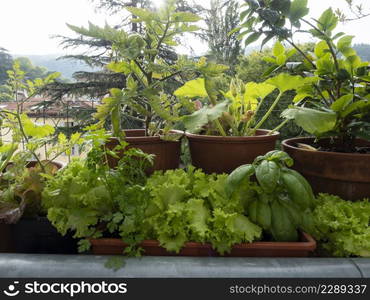 vegetable on balcony home horticulture in urban place, good style in city life