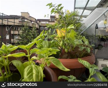vegetable on balcony home horticulture in urban place, good style in city life