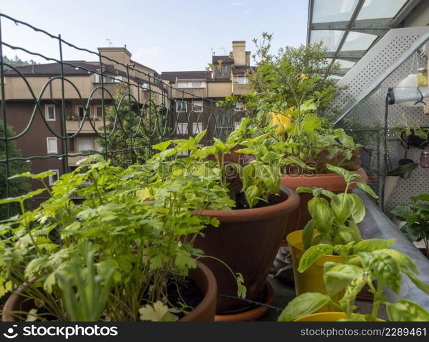 vegetable on balcony home horticulture in urban place, good style in city life