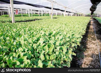 Vegetable on greenhouse of organic farm with the sunlight.