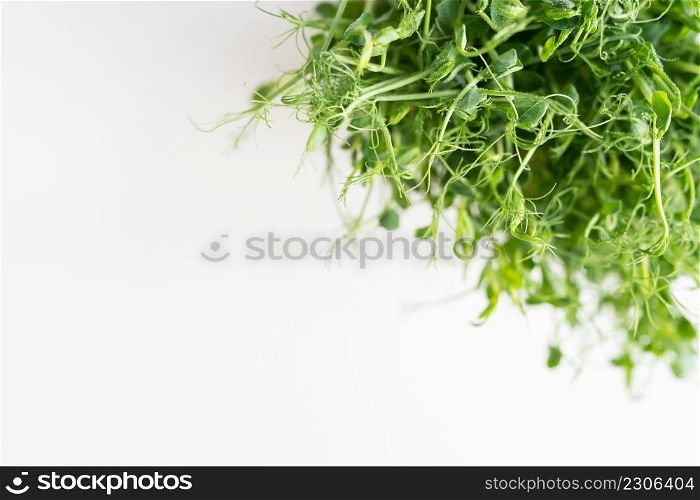Vegetable pea sprouts, microgreens on white background, vegan health superfood. Top view, close-up, place for an inscription. Vegetable pea sprouts, microgreens on white background, vegan health superfood. Top view, close-up, place for an inscription.