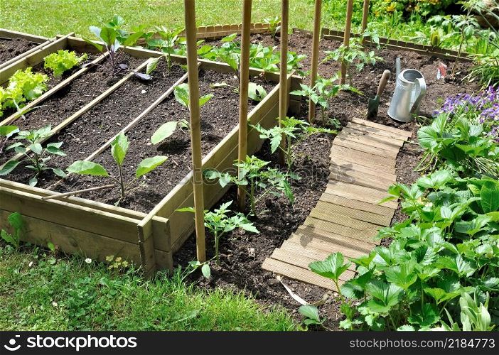vegetable seedlings planting in a patch