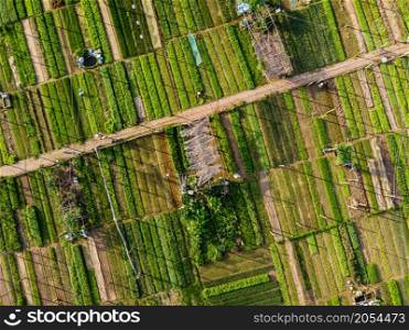 Vegetable village aerial view in Hoi An, Vietnam