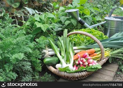vegetables basket on the floor in a vegetable garden