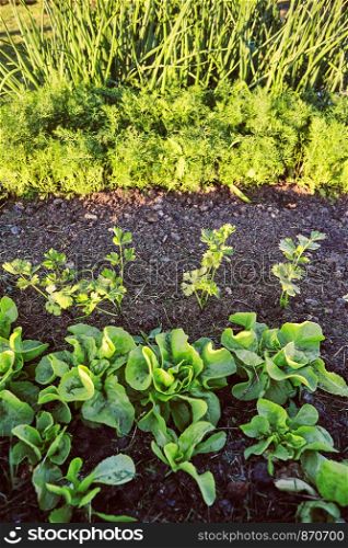 Vegetables growing in home garden. Lettuce, chives and carrot