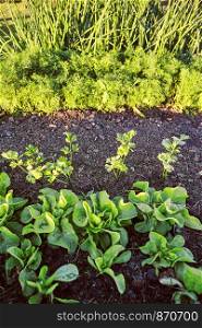Vegetables growing in home garden. Lettuce, chives and carrot