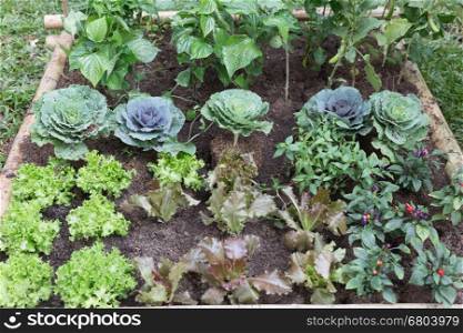 Vegetables growing in the garden. Rows of fresh plants ready for harvest.