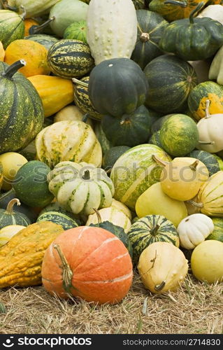 Vegetables Harvest of all kinds of pumpkins