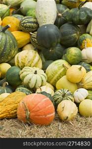 Vegetables Harvest of all kinds of pumpkins