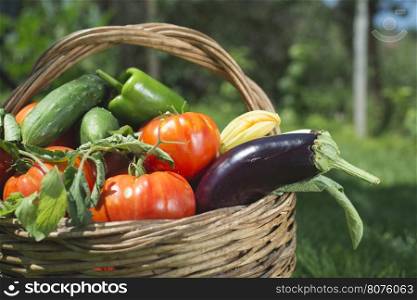 Vegetables in a wooden basket on green meadow. Day light
