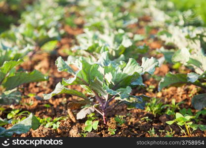 Vegetables in the vegetable field Vegetables grown using non-toxic. Naturally grown