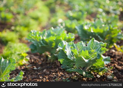 Vegetables in the vegetable field Vegetables grown using non-toxic. Naturally grown