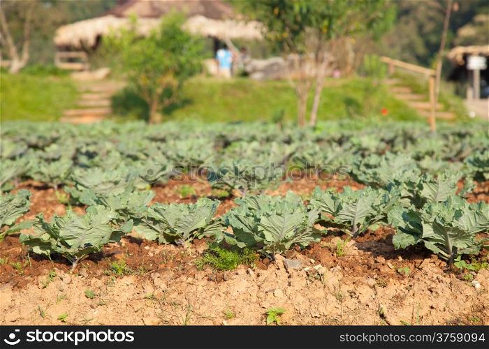 Vegetables in the vegetable field Vegetables grown using non-toxic. Naturally grown