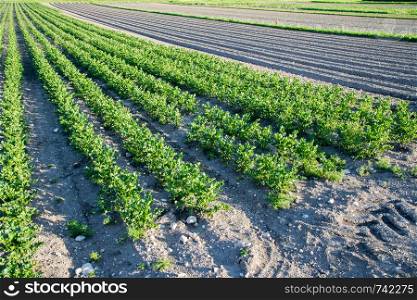 Vegetables on an agriculture field, celery